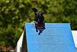 Canis zaterdag