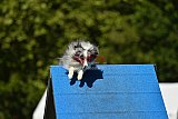 Canis zaterdag