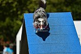 Canis zaterdag