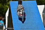 Canis zaterdag