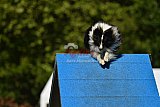 Canis zaterdag