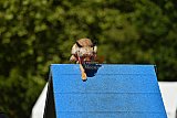 Canis zaterdag
