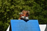 Canis zaterdag