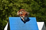 Canis zaterdag