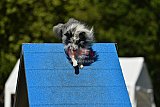 Canis zaterdag