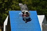 Canis zaterdag
