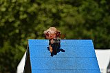 Canis zaterdag