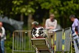 Canis zaterdag