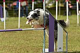 Canis zaterdag