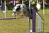 Canis zaterdag