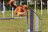 Canis zaterdag