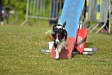 Canis zaterdag