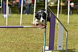 Canis zaterdag