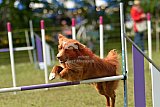 Canis zaterdag