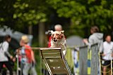Canis zaterdag