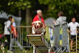 Canis zaterdag