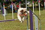 Canis zaterdag