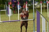 Canis zaterdag