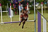 Canis zaterdag