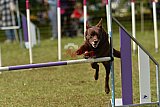 Canis zaterdag