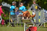 Canis zaterdag