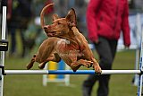Canis zaterdag