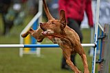 Canis zaterdag