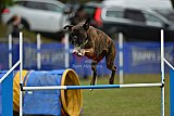 Canis zaterdag