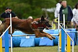 Canis zaterdag