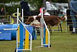 Canis zaterdag