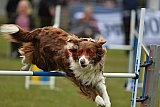 Canis zaterdag