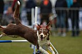 Canis zaterdag