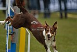 Canis zaterdag