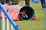 Canis zaterdag