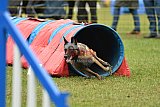 Canis zaterdag