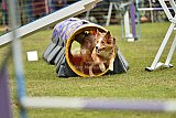 Canis zaterdag