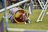 Canis zaterdag