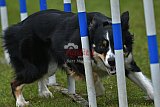 Canis zondag