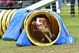 Canis zondag