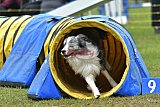Canis zondag
