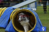 Canis zondag