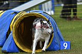 Canis zondag