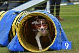 Canis zondag