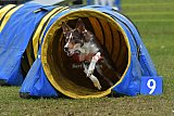 Canis zondag