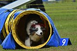 Canis zondag