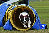 Canis zondag