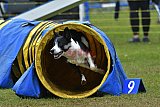 Canis zondag