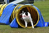 Canis zondag