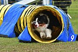 Canis zondag