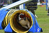 Canis zondag